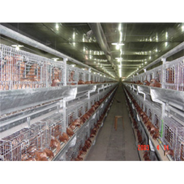 H-Type Multi-Tier Rearing Coops