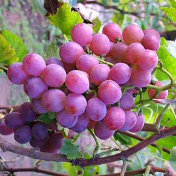 Grapes