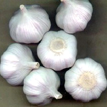 Garlic