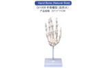 Hand Bone(natural Size)