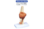 Elbow Joint Model