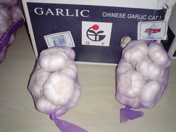 garlic