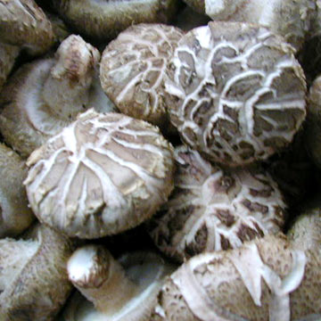 Flower Mushrooms