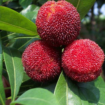 Fresh Arbutus