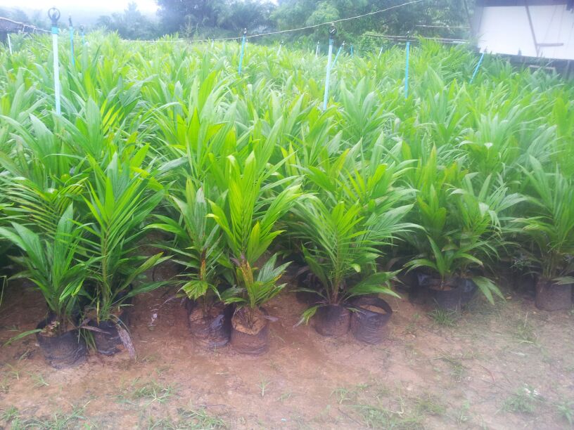 Germinated Palm OIl Seedling ML161 manufacturer from Malaysia Agroweld ...