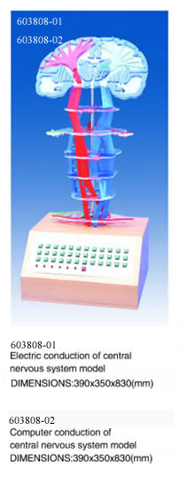 Electric (Computer) conduction of central nervous system model