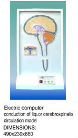 Electric Computer Conduction of Liquor Cerebrospinals Circulation Model