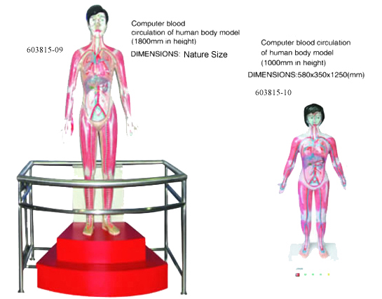 Computer Blood Circulation of Human Body Model