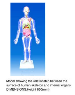 Model Showing The Relationship Between The Surface Of Human Skeleton And Internal Organs