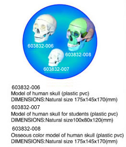 Model of Human Skull (plastic pvc)