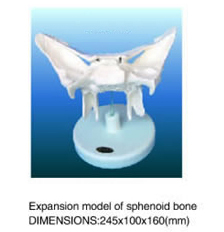 Expansion Model of Sphenoid Bone