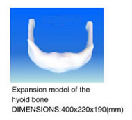 Expansion Model of The Hyoid Bone