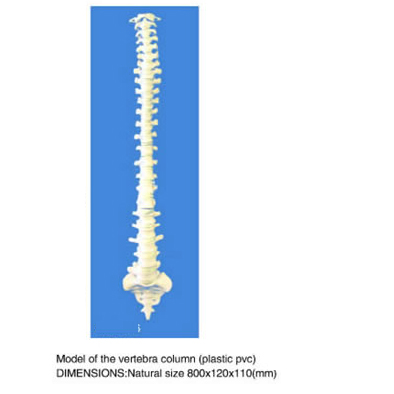 Model Of The Vertebra Column (Plastic Pvc)