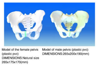 Model Of The Female(Male) Pelvis (Plastic Pvc)