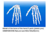 Model Of The Bone Of The Hand 2 Parts (Plastic Pvc)
