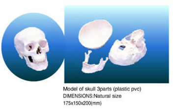 Model of Skull 3parts (plastic pvc)