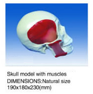 Skull Model with Muscles