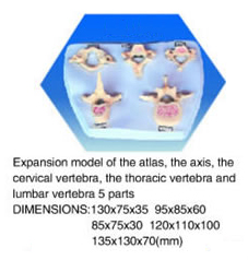 The Cervical Vertebra, The Thoracic Vertebra And Lumbar Vertebra 5 Parts