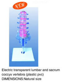 Electric Transparent Lumbar And Sacrum Coccyx Vertebra (Plastic Pvc)