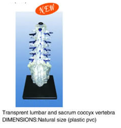 Transparent Lumbar and Sacrum Coccyx Vertebra