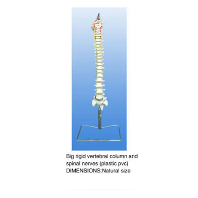 Big Rigid Vertebral Column and Spinal Nerves  (plastic pvc)