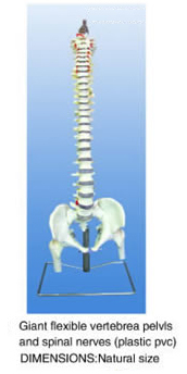 Giant Flexible Vertebra Pelvis And Spinal Nerves   (Plastic Pvc)