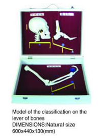 Model of The Classification On the Lever of Bones