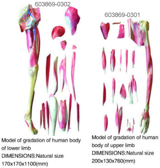 Model of Gradation of Human Body of Upper(lower) Limb