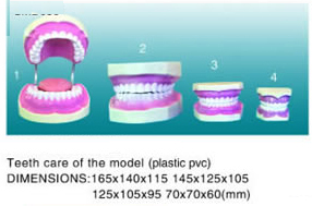 Teeth Care of The Model (plastic pvc)