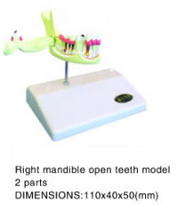 Right mandible open teeth model 2 parts