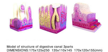 Model of structure of digestive canal 3parts