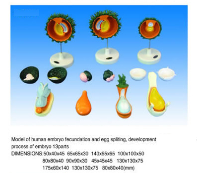 Model of human embryo fecundation and egg spliting