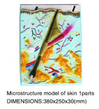 Microstructure model of skin 1parts