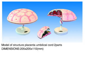 Model of structure placenta umbilical cord 2parts