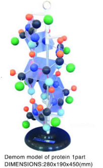 Demom model of protein 1part