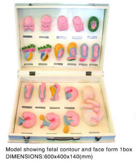 Model showing fetal contour eand face for 1 box