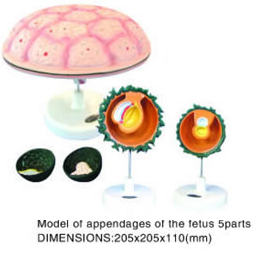 Model of appendages of the fetus 5parts