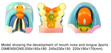 Model showing the development of mouth nose and tongue 3parts