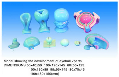 Model showing the development of eyeball 7parts
