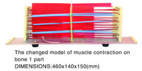 The Changed Model Of Muscle Contraction On Bone 1 Part