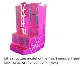 Ultrastructure Model Of The Heart Muscle 1 Part