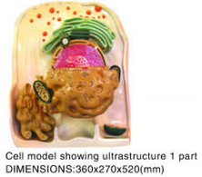 Cell Model Showing Ultrastructure 1 Part
