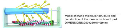 Model Showing Molecular Structure And Constriction Of The Muscle
