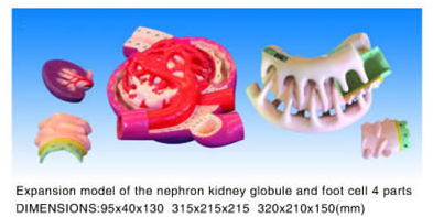 Expansion Model Of The Nephron Kidney Globule  And Foot Cell 4 Parts