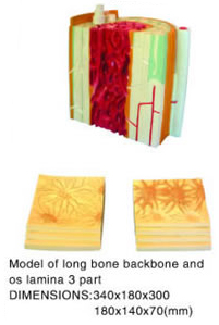 Model Of Long Bone Backbone And Os Lamina 3 Part
