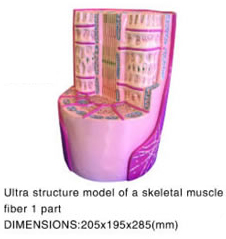 Ultra Structure Model Of A Skeletal Muscle Fiber 1 Part