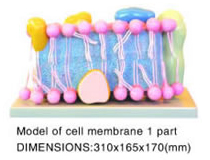 Model of Cell Membrane 1 Part