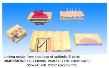 Linking Model From Side Face Of Epithelia 5 Parts