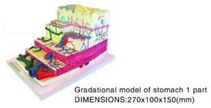 Gradational Model of Stomach 1 Part