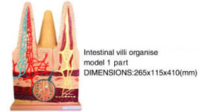 Intestinal Villi Organise Model 1 Part